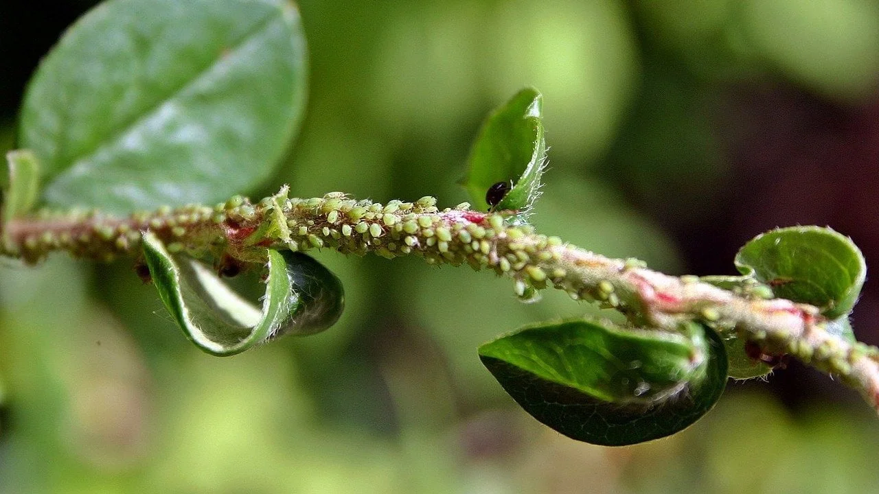 Afidi sulle piante: perché compaiono e come il loro arrivo può cambiare il tuo giardino