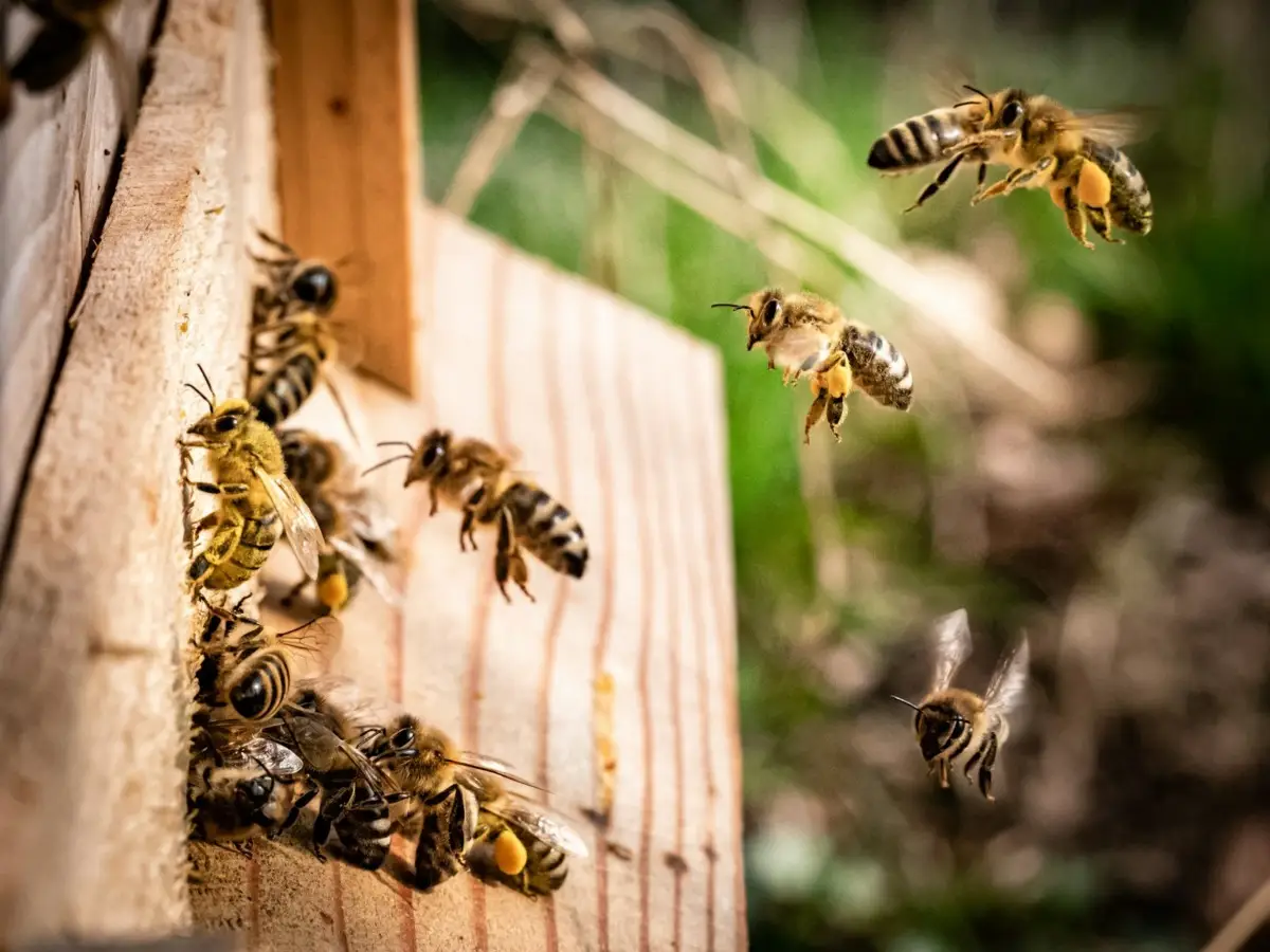 Come creare una casa per insetti utili: cosa mettere e perché è importante per l’ambiente