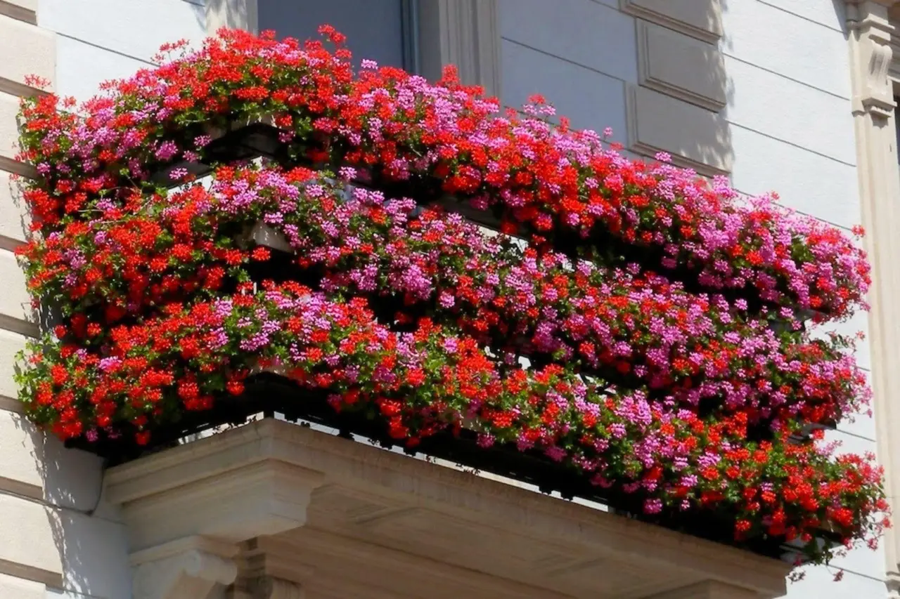 Come prendersi cura delle piante in estate: consigli pratici per un balcone fiorito anche durante il caldo