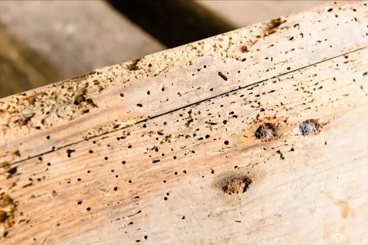Aceto contro i tarli: mito o realtà? I rimedi naturali per proteggere il legno in casa