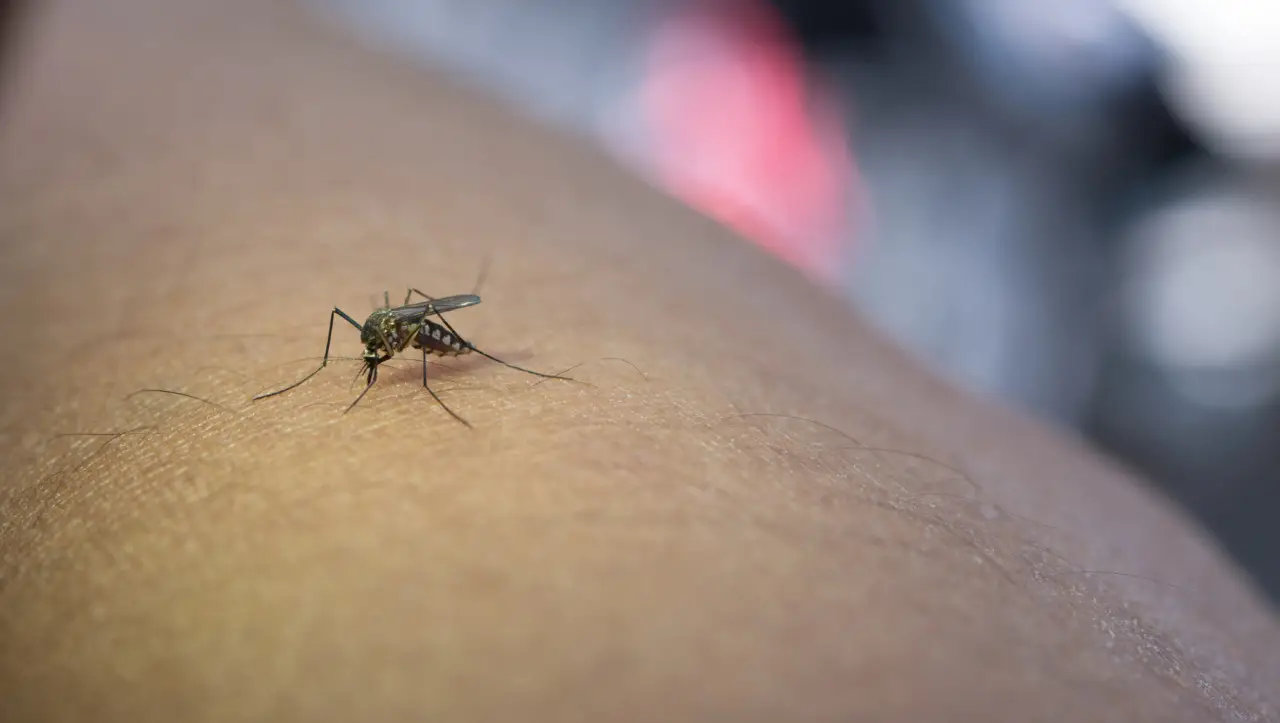 Quando fare la disinfestazione contro le zanzare: ecco l’orario migliore secondo gli esperti