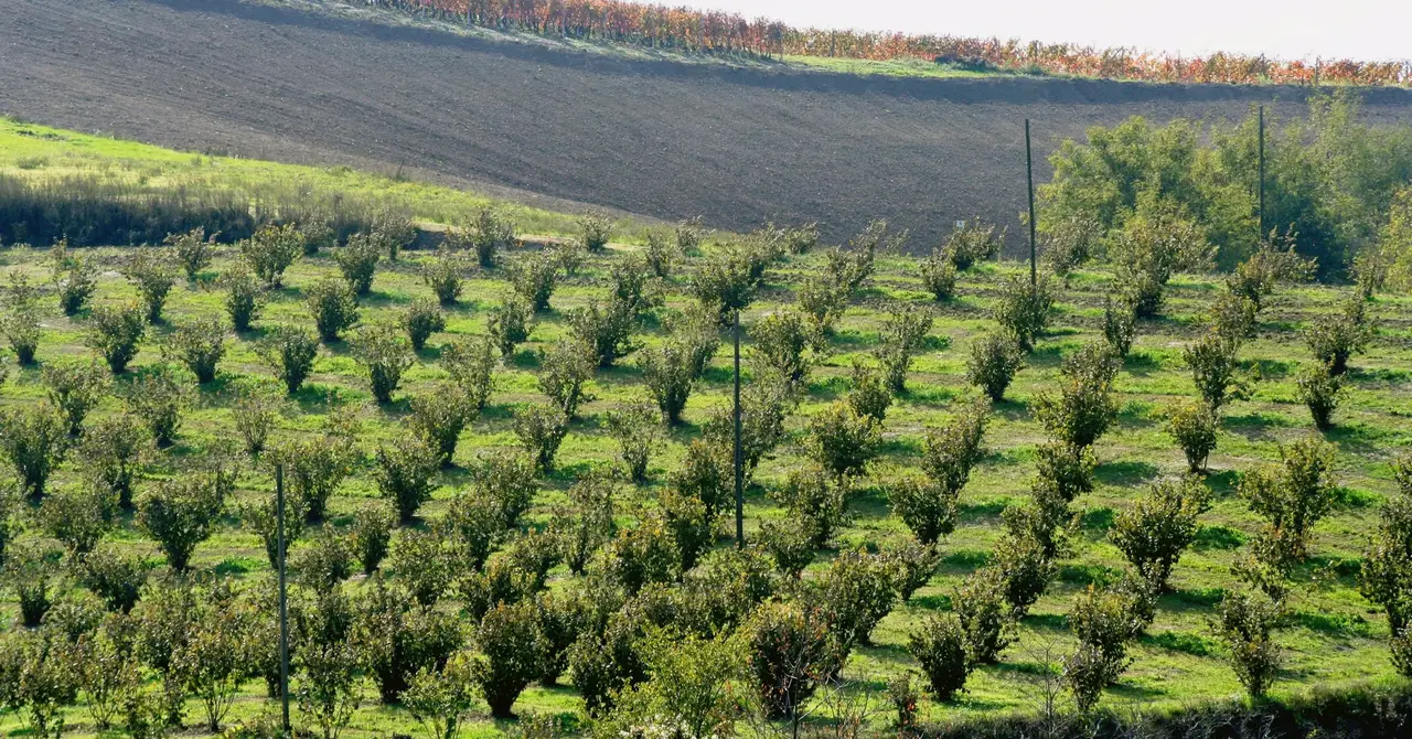 Chi sono gli esperti che studiano il paesaggio e perché il loro lavoro è fondamentale per il nostro futuro
