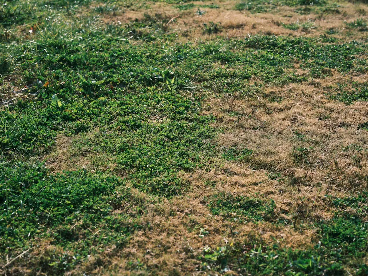 Prato marrone: scopri le cause più comuni e come prevenirle per un giardino sempre verde