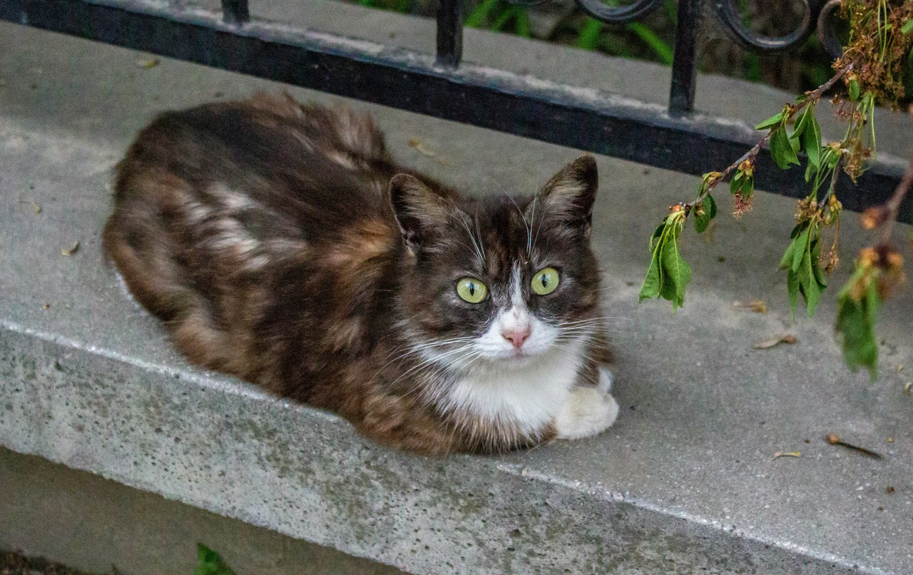 Soluzioni pratiche e consigli per tenere lontani i gatti randagi e proteggere i tuoi spazi