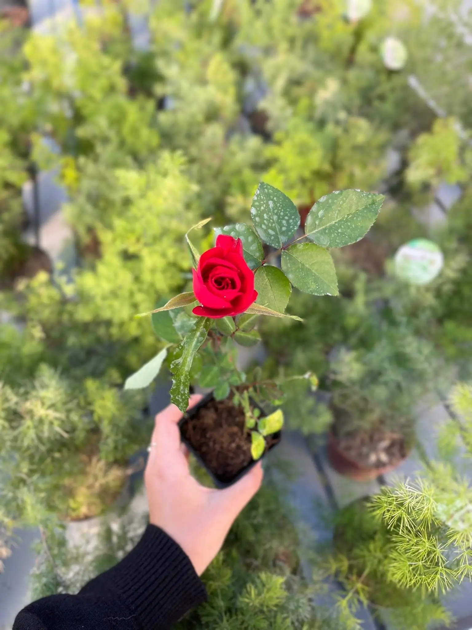 Quanto tempo può resistere una rosa senza acqua? Ecco cosa succede ai fiori recisi