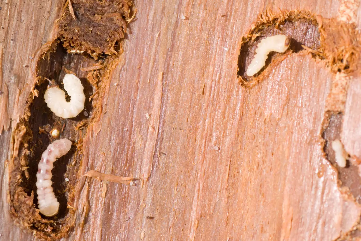 Le larve che distruggono le radici: ecco come riconoscerle prima che sia tardi