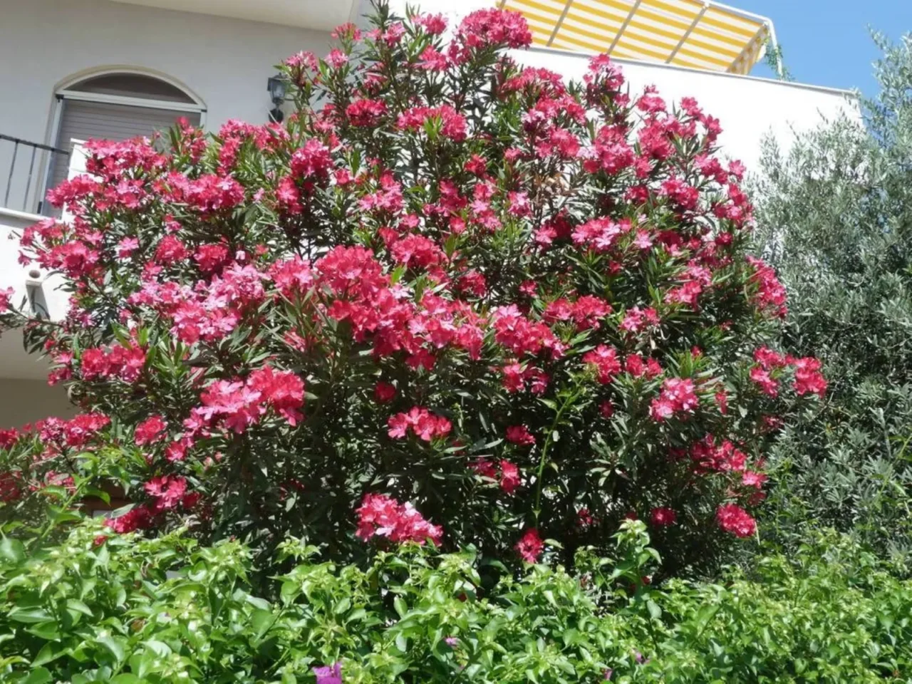 Le migliori soluzioni naturali per difendere le tue piante in primavera