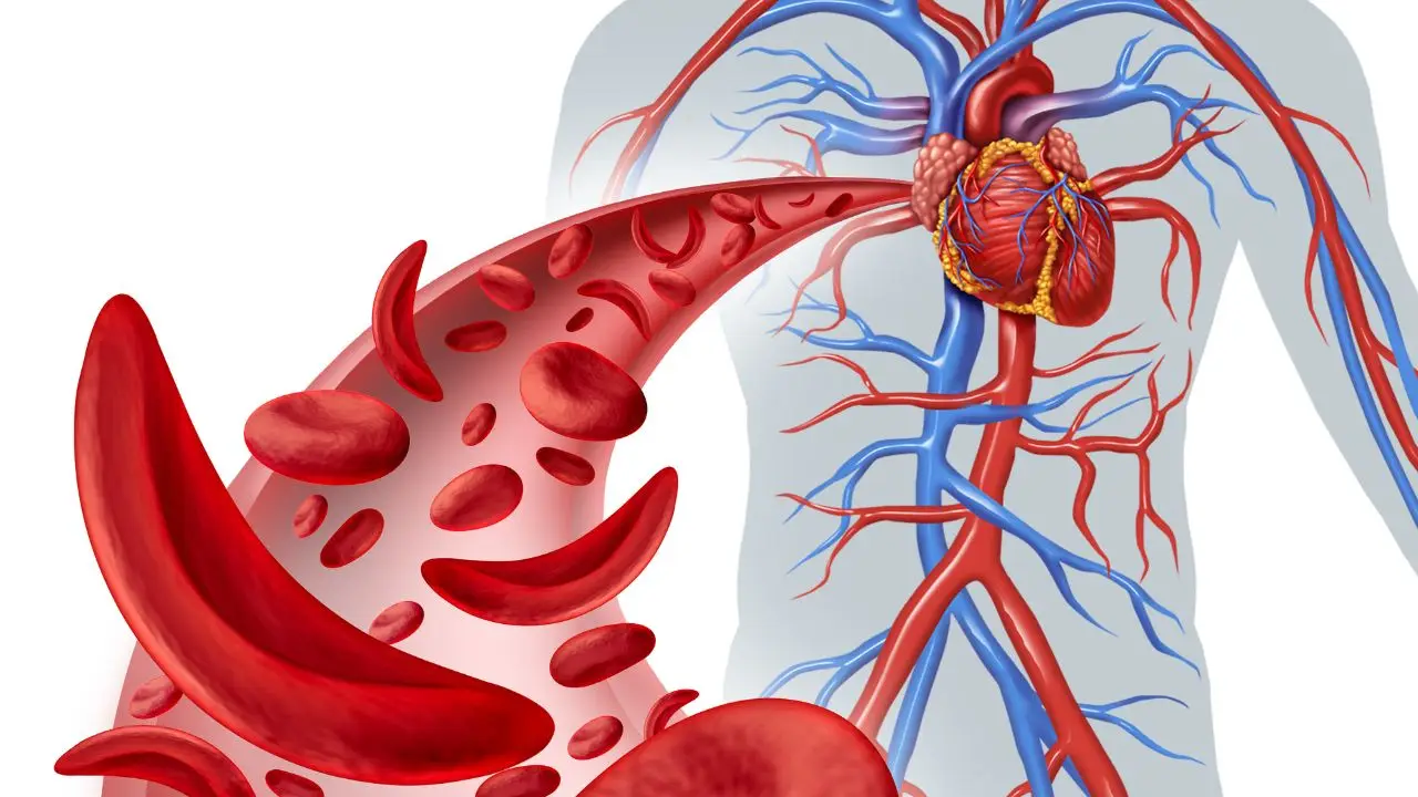 Vene vs arterie: sai davvero perché una è blu e l’altra no?