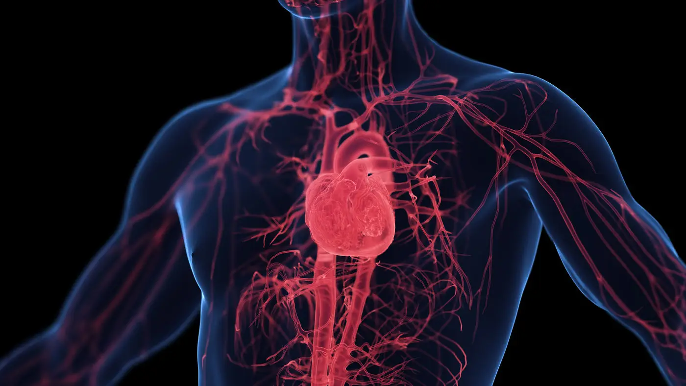 Vasi sanguigni: ecco cosa mangiare per mantenerli in salute