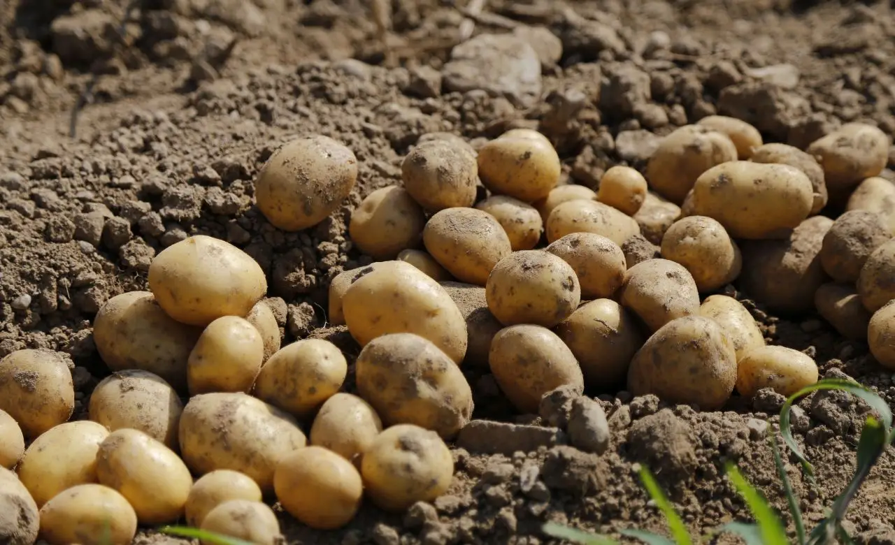 Attenzione a questo errore comune con le patate: può sviluppare una sostanza pericolosa