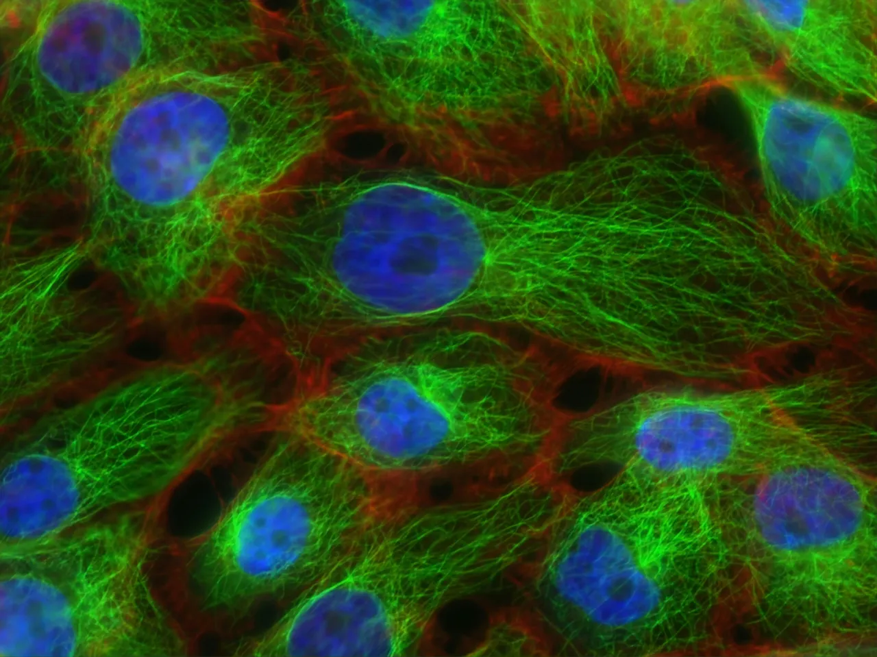 Ecco cosa può uccidere le cellule tumorali: le scoperte più innovative della ricerca